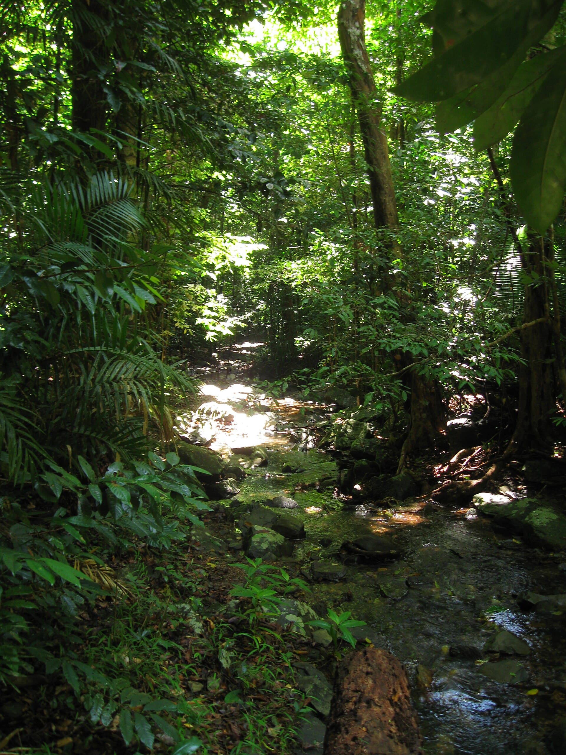 Tropical rainforest canopy meeting the coast in the Daintree, Queensland
