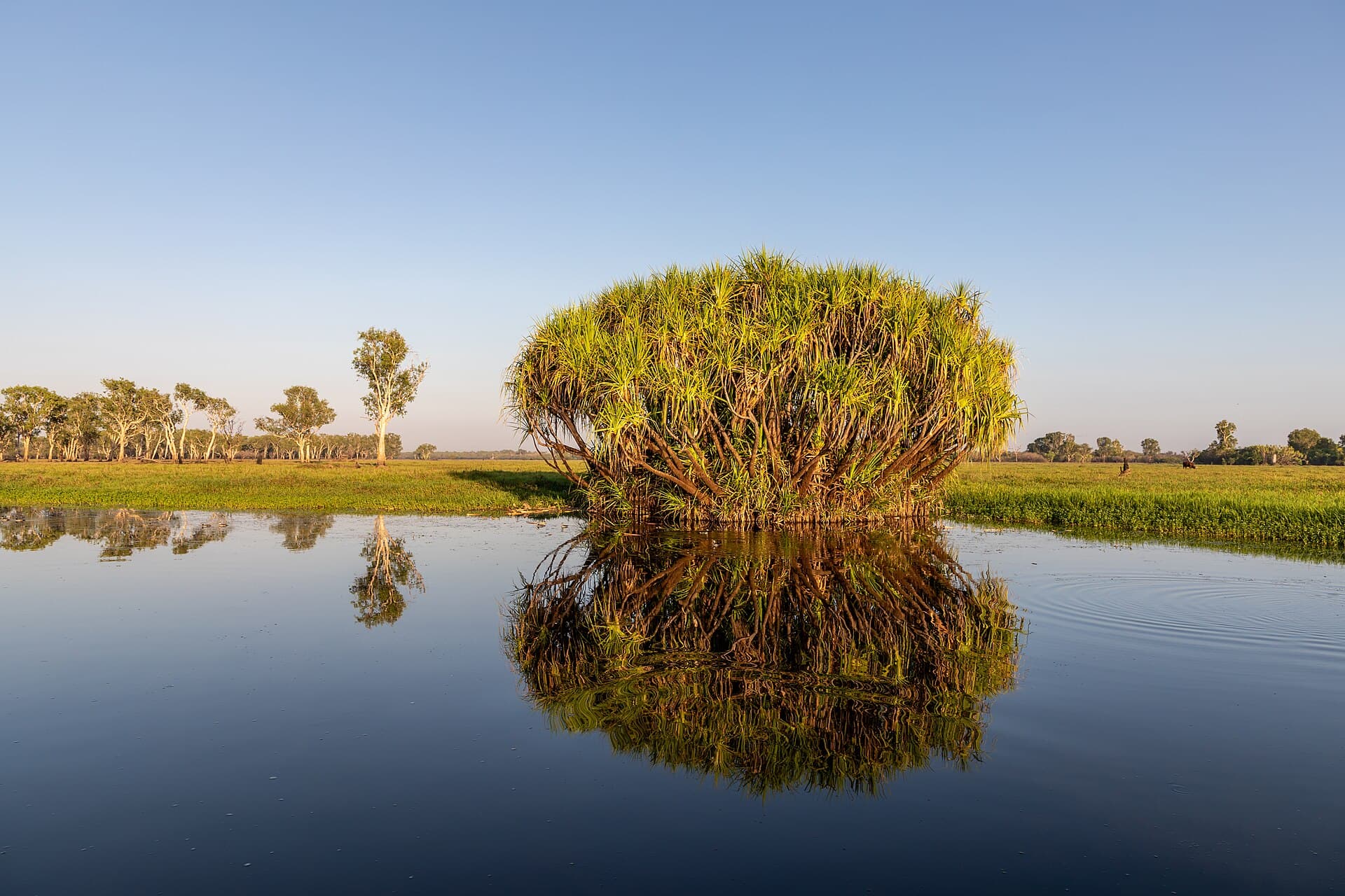 Wetland floodplain and paperbark country in Kakadu National Park