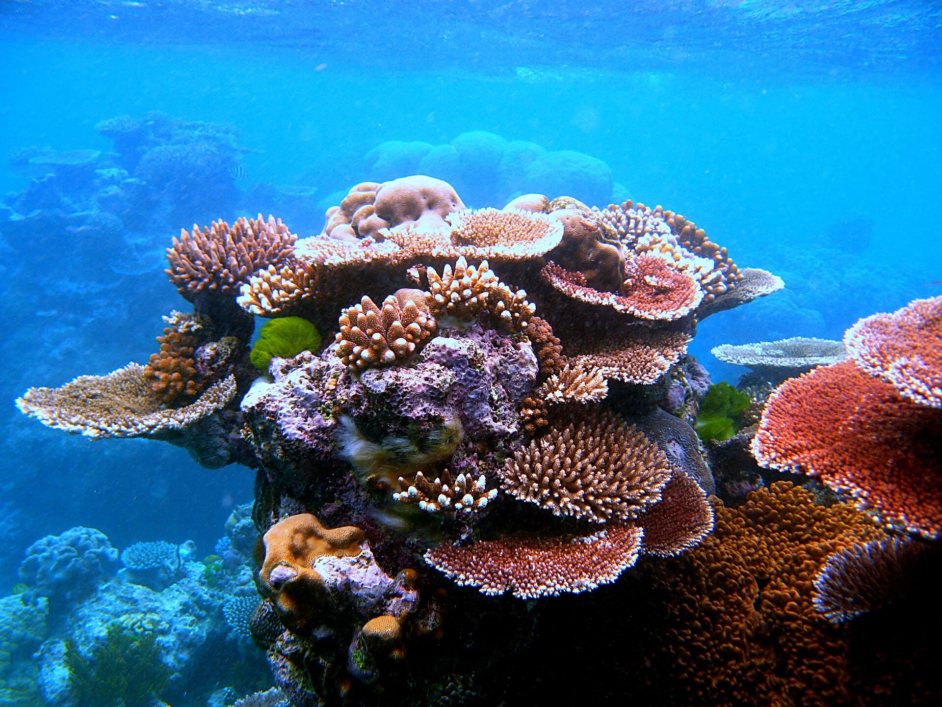 Coral and clear turquoise water on the Great Barrier Reef, Queensland