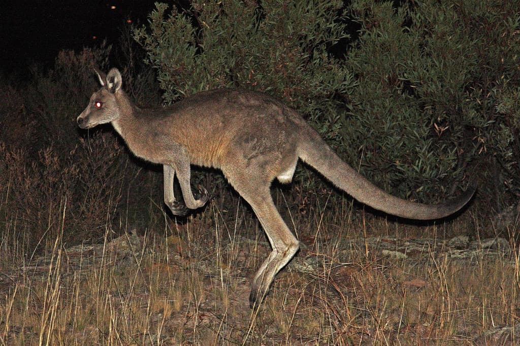 Australian kangaroo in open woodland
